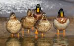 ducks, wild, mallards-1463317.jpg